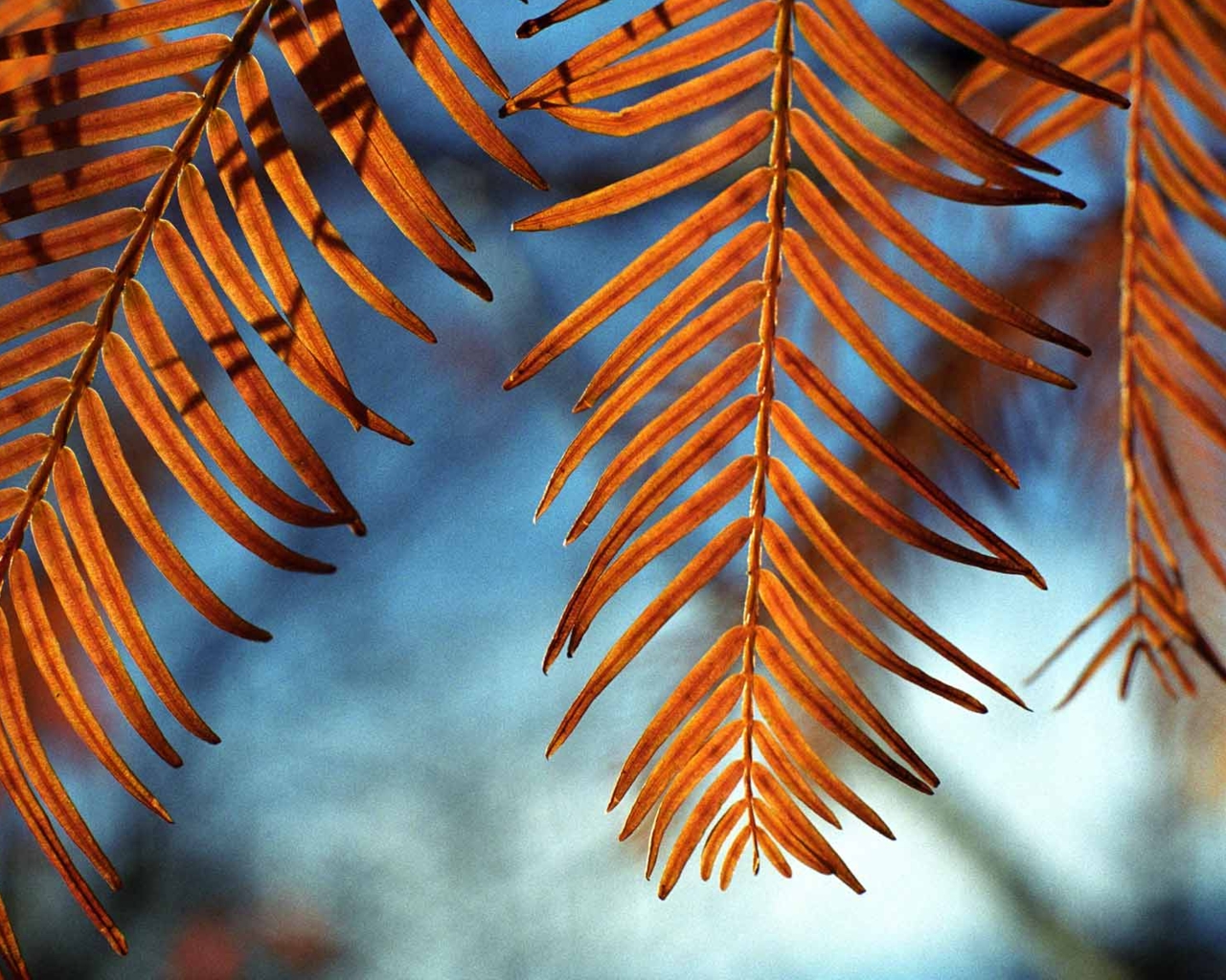 花草